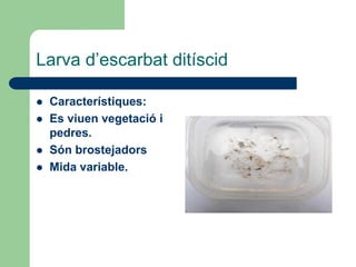 Larva d’escarbat ditíscid

   Característiques:
   Es viuen vegetació i
    pedres.
   Són brostejadors
   Mida variable.
 