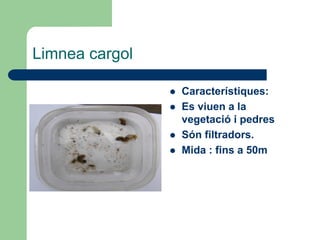 Limnea cargol

                   Característiques:
                   Es viuen a la
                    vegetació i pedres
                   Són filtradors.
                   Mida : fins a 50m
 