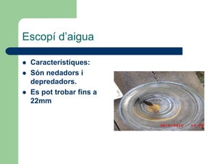 Escopí d’aigua

   Característiques:
   Són nedadors i
    depredadors.
   Es pot trobar fins a
    22mm
 