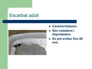 Escarbat adult

                    Característiques:
                    Són nedadors i
                     depredadors
                    Es pot arribar fins 60
                     mm.
 
