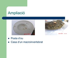 Ampliació




   Posta d’ou
   Casa d’un macroinvertebrat
 