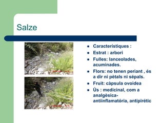 Salze

           Característiques :
           Estrat : arbori
           Fulles: lanceolades,
            acuminades.
           Flors: no tenen periant , és
            a dir ni pètals ni sépals.
           Fruit: càpsula ovoidea
           Ús : medicinal, com a
            analgèsica-
            antiinflamatória, antipirétic
 