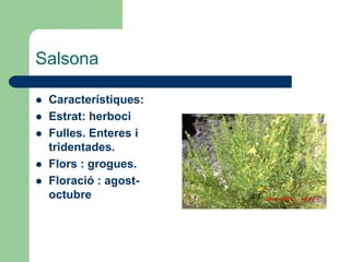Salsona

   Característiques:
   Estrat: herboci
   Fulles. Enteres i
    tridentades.
   Flors : grogues.
   Floració : agost-
    octubre
 