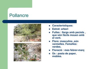 Pollancre

               Característiques:
               Estrat: arbori
               Fulles : llargs amb peciols ,
                que són fácils mouen amb
                el vent.
               Flors: masculins ,són
                vermelles. Femelles:
                verdes.
               Floració : mes febrer-març
               Ús : pasta de paper,
                mobles.
 