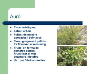 Auró

   Característiques:
   Estrat: arbori
   Fulles: de manera
    oposades i palmades.
   Flors: grogoses i petites.
    Es floreixen al mes maig .
   Fruits: en forma de
    sòmares dobles.
    Fructificat al mes
    setembre i octubre
   Ús : per fabricar mobles.
 