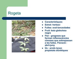 Rogeta

            Característiques:
            Estrat: herbaci
            Fulles: oval-lanceolades
            Fruit: baia globulosa
             negra
            Flor : grogoses que
             forman inflorescències
             cimoses que sobrepassan
             a les fulles. Floració :
             abril-juny
            Ús : arrels tenen
             propietats diürètiques
 