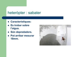 heteròpter : sabater

   Característiques:
   Es trobar sobre
    l’aigua.
   Són depredadors.
   Pot arribar mesurar
    18mm.
 