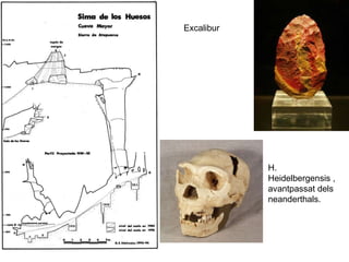Excalibur H. Heidelbergensis , avantpassat dels neanderthals. 