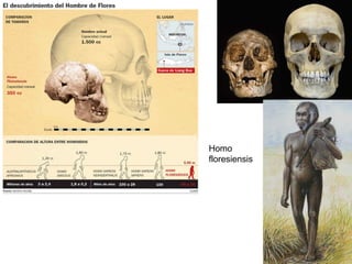 Homo floresiensis 