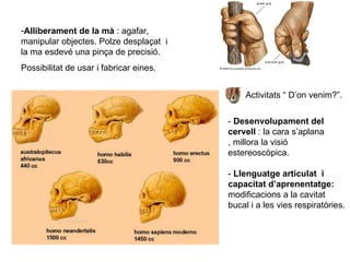 Alliberament de la mà  : agafar, manipular objectes. Polze desplaçat  i la ma esdevé una pinça de precisió. Possibilitat de usar i fabricar eines. -  Desenvolupament del cervell  : la cara s’aplana , millora la visió estereoscòpica. -  Llenguatge articulat  i capacitat d’aprenentatge:  modificacions a la cavitat bucal i a les vies respiratòries. Activitats “ D’on venim?”. 