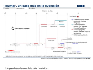 Un possible arbre evolutiu dels homínids . 