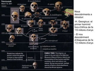 Nous descobriments a introduir: -H. Georgicus: el primer homínid fora d’Africa de fa 1’8 milions d’anys - El nou descobriment d’Atapuerca de fa 1’2 milions d’anys 