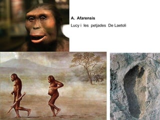 Afarensis Lucy i  les  petjades  De Laetoli 