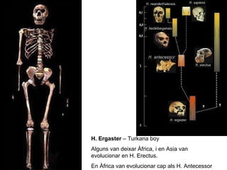 H. Ergaster  – Turkana boy Alguns van deixar Àfrica, i en Asia van evolucionar en H. Erectus. En Àfrica van evolucionar cap als H. Antecessor 