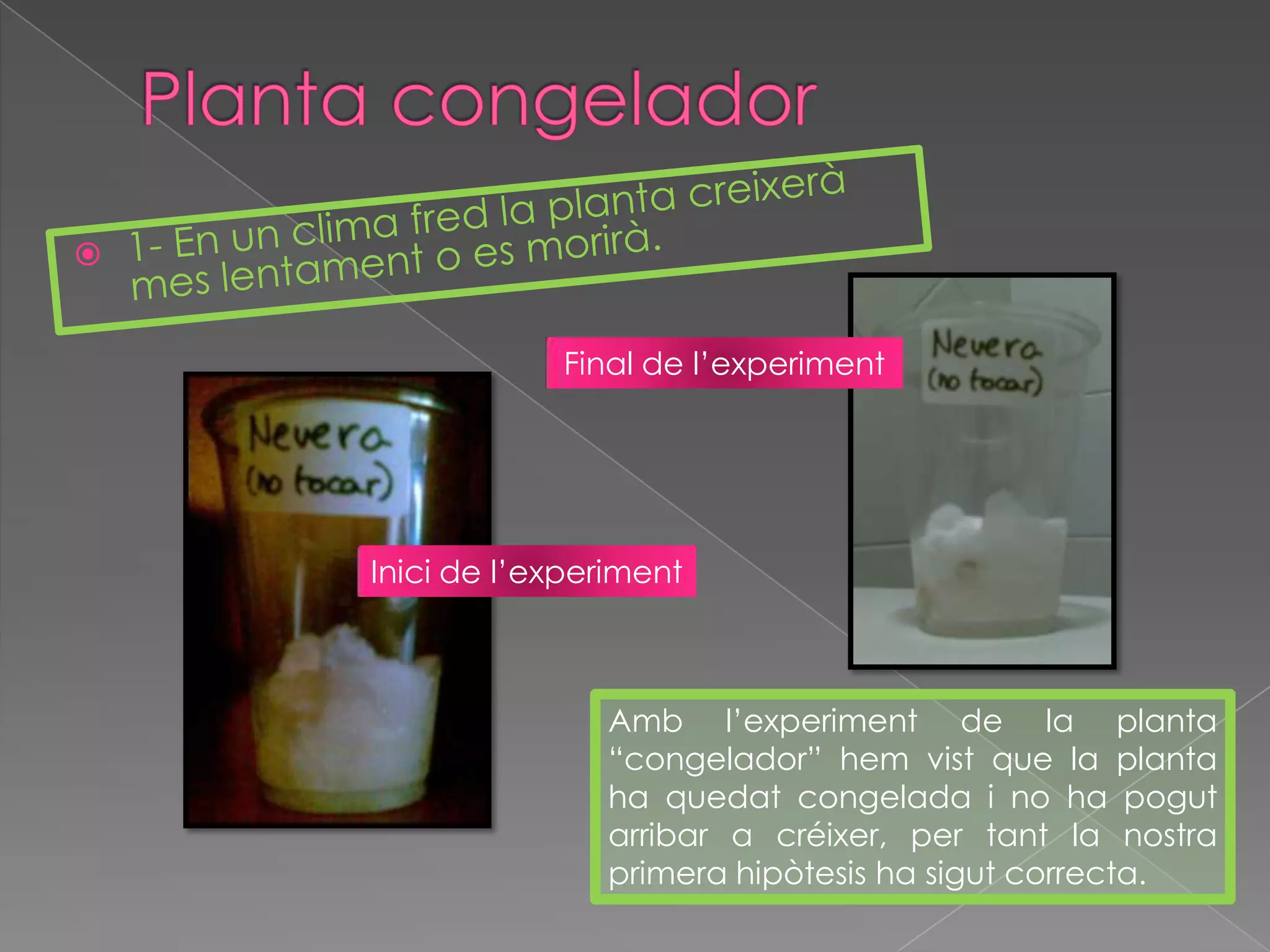 Planta congelador 1- En un clima fred la planta creixerà mes lentament o es morirà.Final de l’experimentInicide l’experimentAmb l’experiment de la planta “congelador” hem vist que la planta ha quedat congelada i no ha pogut arribar a créixer, per tant la nostra primera hipòtesis ha sigut correcta.