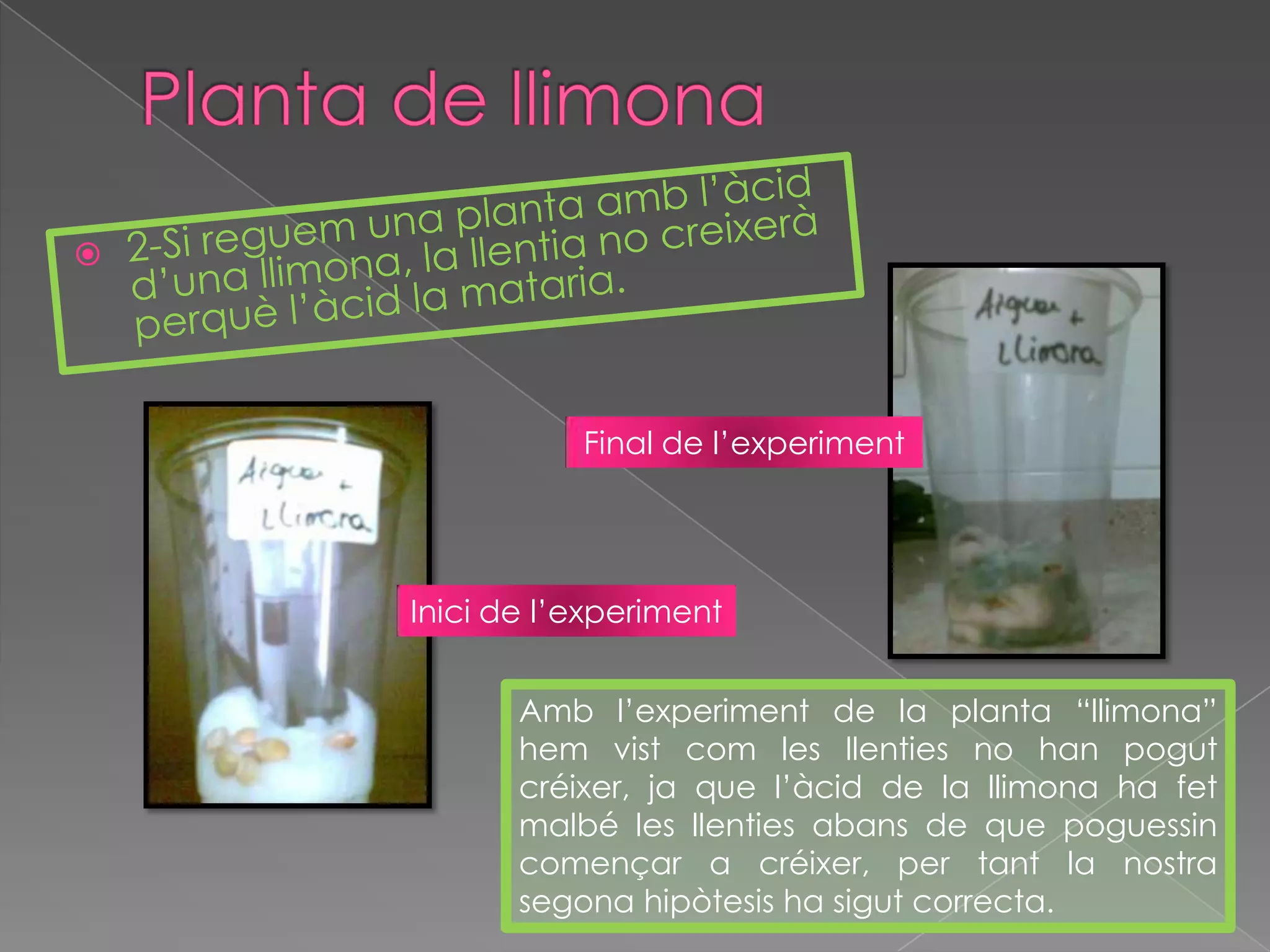 Planta de llimona2-Si reguem una planta amb l’àcid d’una llimona, la llentia no creixerà perquè l’àcid la mataria.Final de l’experimentInicide l’experimentAmb l’experiment de la planta “llimona” hem vist com les llenties no han pogut créixer, ja que l’àcid de la llimona ha fet malbé les llenties abans de que poguessin començar a créixer, per tant la nostra segona hipòtesis ha sigut correcta.