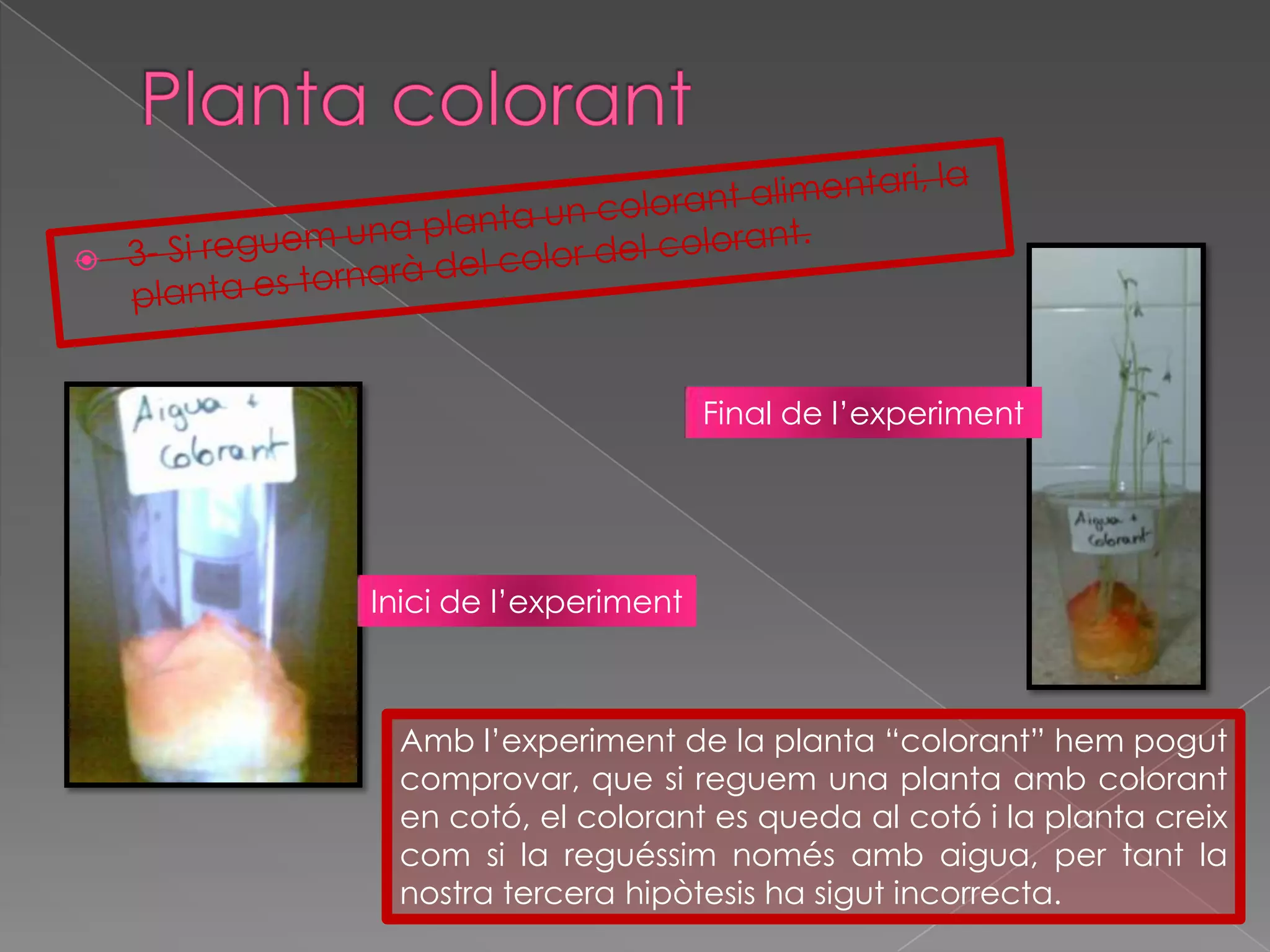 Planta colorant3- Si reguem una planta un colorant alimentari, la planta es tornarà del color del colorant.Final de l’experimentInicide l’experimentAmb l’experiment de la planta “colorant” hem pogut comprovar, que si reguem una planta amb colorant en cotó, el colorant es queda al cotó i la planta creix com si la reguéssim només amb aigua, per tant la nostra tercera hipòtesis ha sigut incorrecta.