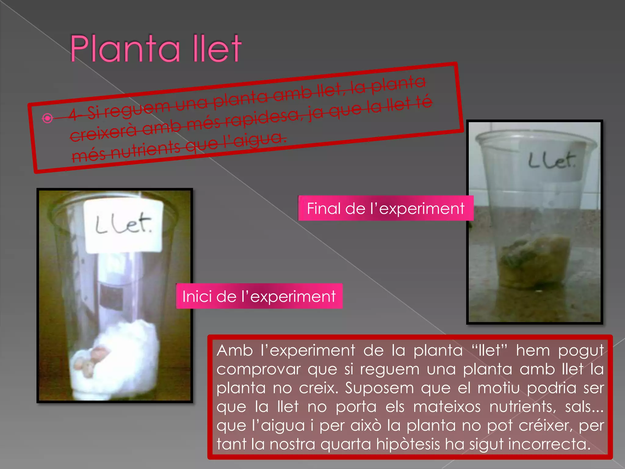 Planta llet4- Si reguem una planta amb llet, la planta creixerà amb més rapidesa, ja que la llet té més nutrients que l’aigua.Final de l’experimentInicide l’experimentAmb l’experiment de la planta “llet” hem pogut comprovar que si reguem una planta amb llet la planta no creix. Suposem que el motiu podria ser que la llet no porta els mateixos nutrients, sals... que l’aigua i per això la planta no pot créixer, per tant la nostra quarta hipòtesis ha sigut incorrecta.