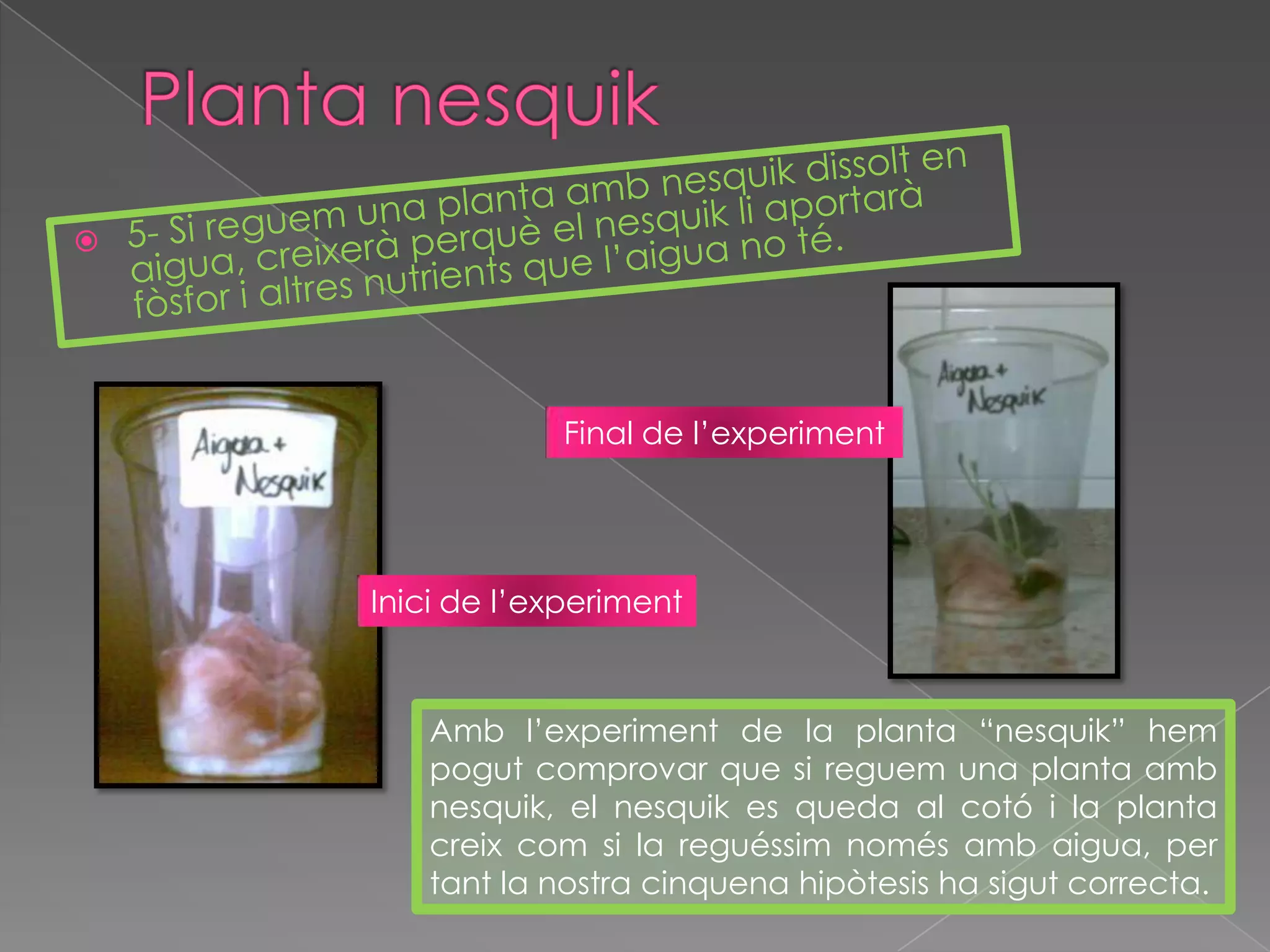Planta nesquik5- Si reguem una planta amb nesquik dissolt en aigua, creixerà perquè el nesquik li aportarà fòsfor i altres nutrients que l’aigua no té.   Final de l’experimentInicide l’experimentAmb l’experiment de la planta “nesquik” hem pogut comprovar que si reguem una planta amb nesquik, el nesquik es queda al cotó i la planta creix com si la reguéssim només amb aigua, per tant la nostra cinquena hipòtesis ha sigut correcta.