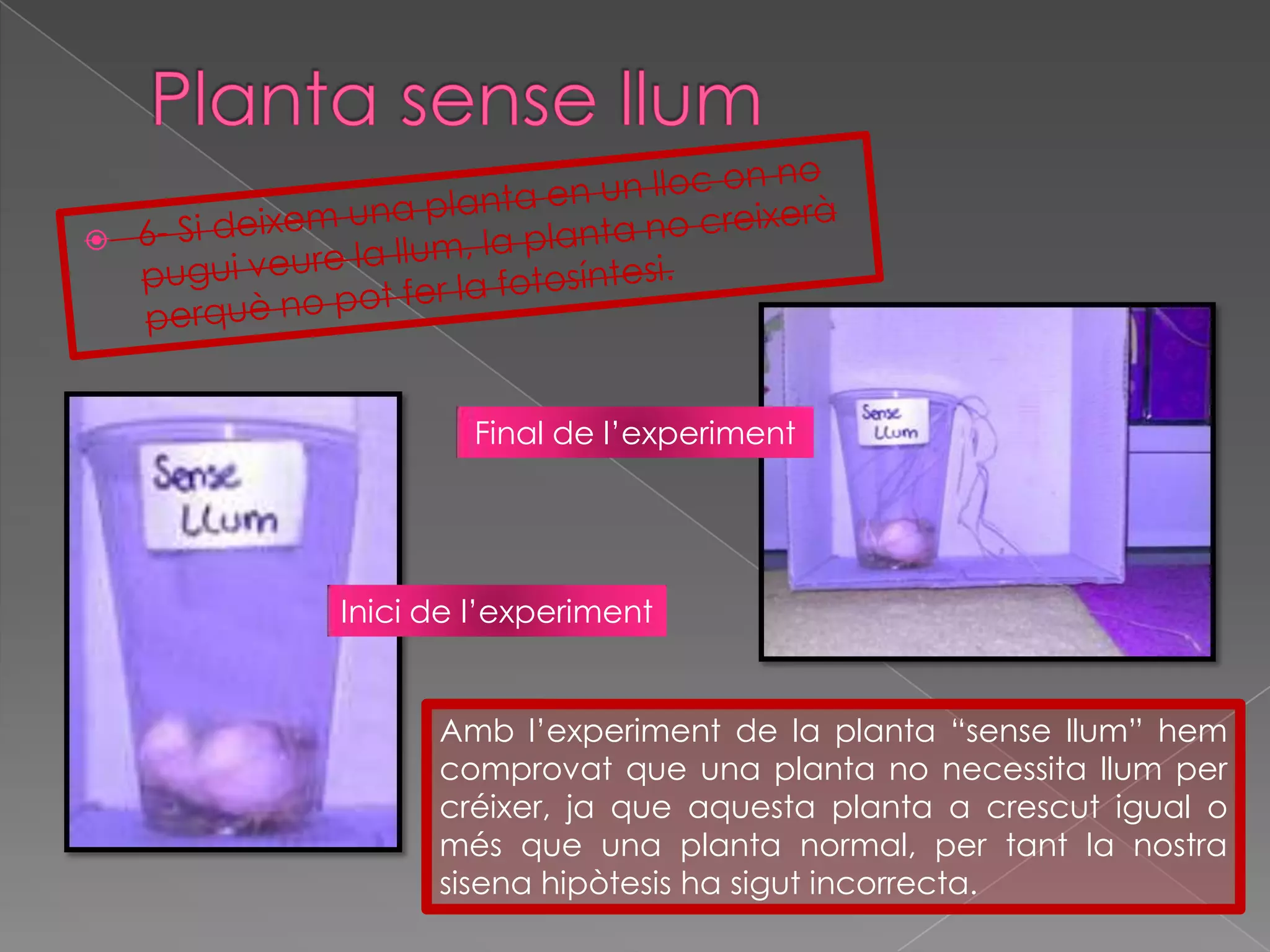 Planta sensellum6- Si deixem una planta en un lloc on no pugui veure la llum, la planta no creixerà perquè no pot fer la fotosíntesi.Final de l’experimentInicide l’experimentAmb l’experiment de la planta “sense llum” hem comprovat que una planta no necessita llum per créixer, ja que aquesta planta a crescut igual o més que una planta normal, per tant la nostra sisena hipòtesis ha sigut incorrecta.