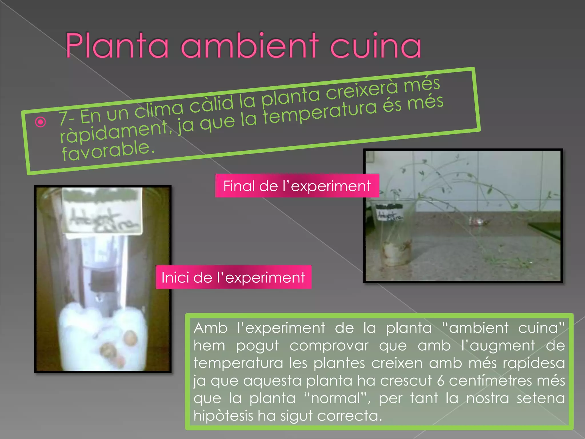 Planta ambientcuina7- En un clima càlid la planta creixerà més ràpidament, ja que la temperatura és més favorable.Final de l’experimentInicide l’experimentAmb l’experiment de la planta “ambient cuina” hem pogut comprovar que amb l’augment de temperatura les plantes creixen amb més rapidesa ja que aquesta planta ha crescut 6 centímetres més que la planta “normal”, per tant la nostra setena hipòtesis ha sigut correcta.