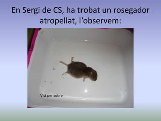En Sergi de CS, ha trobat un rosegador
atropellat, l’observem:
Vist per sobre
 