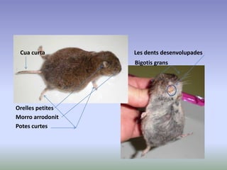 Cua curta Les dents desenvolupades
Bigotis grans
Orelles petites
Morro arrodonit
Potes curtes
 