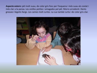 Aspecte extern: pèl molt suau, de color gris fosc per l’esquena i més suau als costat i
més clar a la panxa. Les orelles petites i amagades pel pèl. Morro arrodonit. Dents
grosses i bigotis llargs. Les cames molt curtes. La cua també curta i de color gris clar.
 
