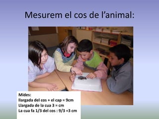 Mesurem el cos de l’animal:
Mides:
llargada del cos + el cap = 9cm
Llargada de la cua 3 = cm
La cua fa 1/3 del cos : 9/3 =3 cm
 