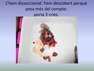 L’hem disseccionat: hem descobert perquè
pesa més del compte:
porta 3 cries.
 