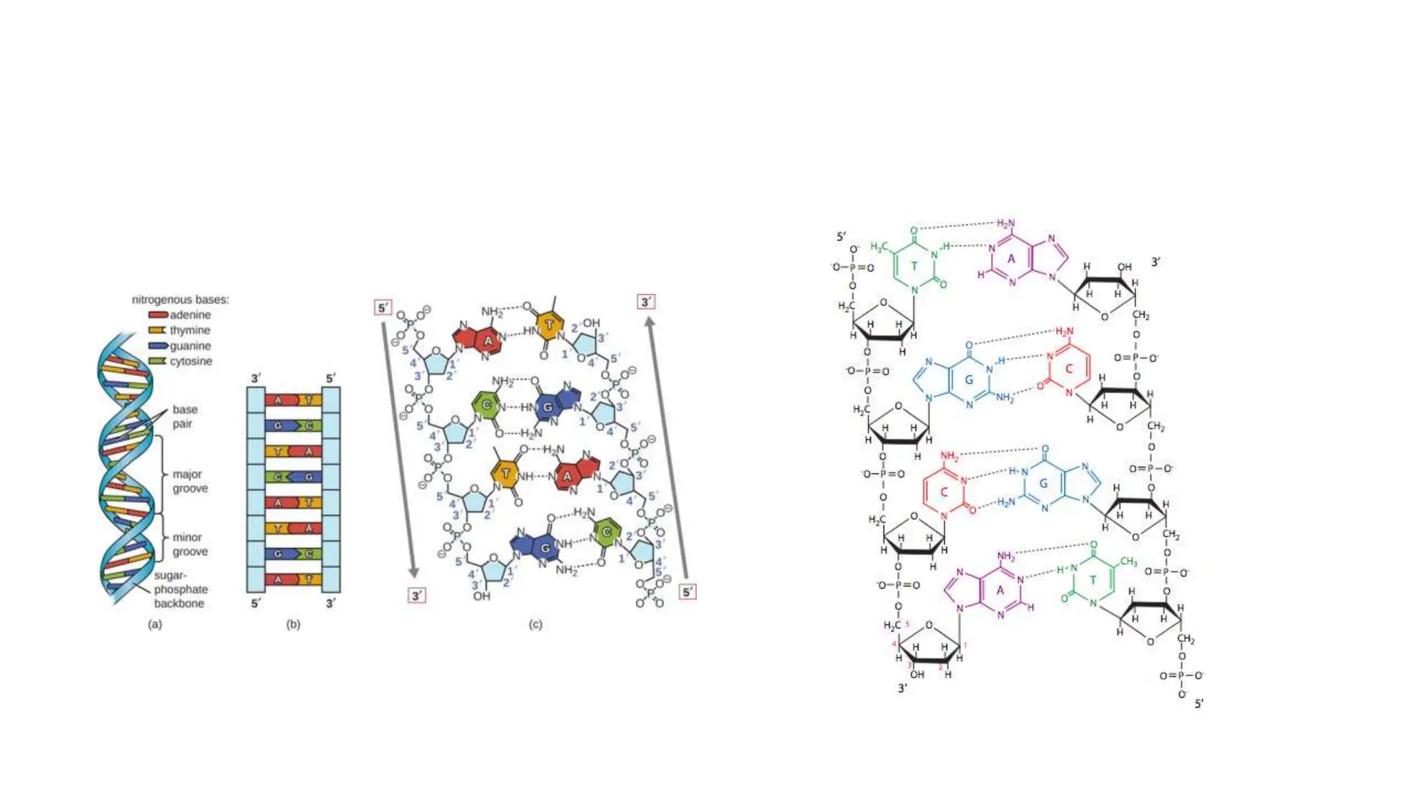 2 Nucleic Acid Structure and Organization.pptx