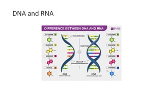 DNA and RNA
 