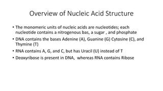 Overview of Nucleic Acid Structure
• The monomeric units of nucleic acids are nucleotides; each
nucleotide contains a nitrogenous bas, a sugar , and phosphate
• DNA contains the bases Adenine (A), Guanine (G) Cytosine (C), and
Thymine (T)
• RNA contains A, G, and C, but has Uracil (U) instead of T
• Deoxyribose is present in DNA, whereas RNA contains Ribose
 