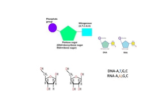DNA-A,T,G,C
RNA-A,U,G,C
 