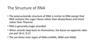 The Structure of RNA
• The polynucleotide structure of RNA is similar to DNA except that
RNA contains the sugar ribose rather than deoxyribose and Uracil
rather than Thymine
• RNA is generally single stranded
• When strands loop back on themselves, the bases on opposite sides
can pair (A-U, G-C)
• The are three main types of RNAs (mRNA, tRNA and rRNA)
 