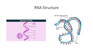 RNA Structure
 