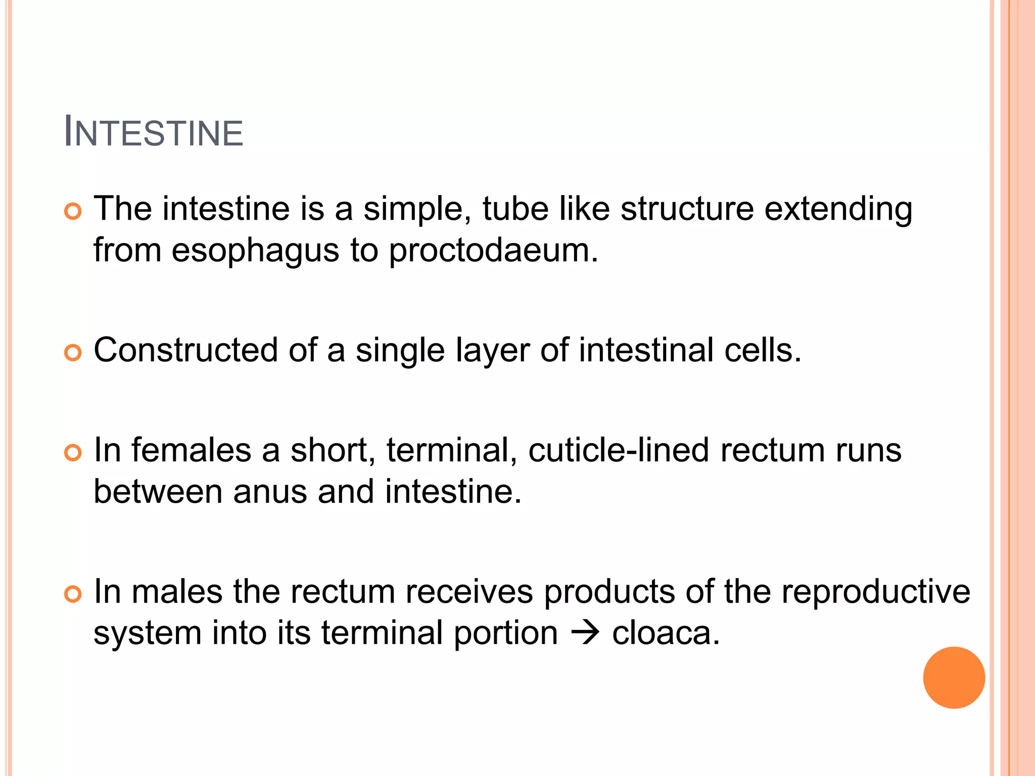 INTESTINE
   The intestine is a simple, tube like structure extending
    from esophagus to proctodaeum.

   Constructed of a single layer of intestinal cells.

   In females a short, terminal, cuticle-lined rectum runs
    between anus and intestine.

   In males the rectum receives products of the reproductive
    system into its terminal portion  cloaca.
 