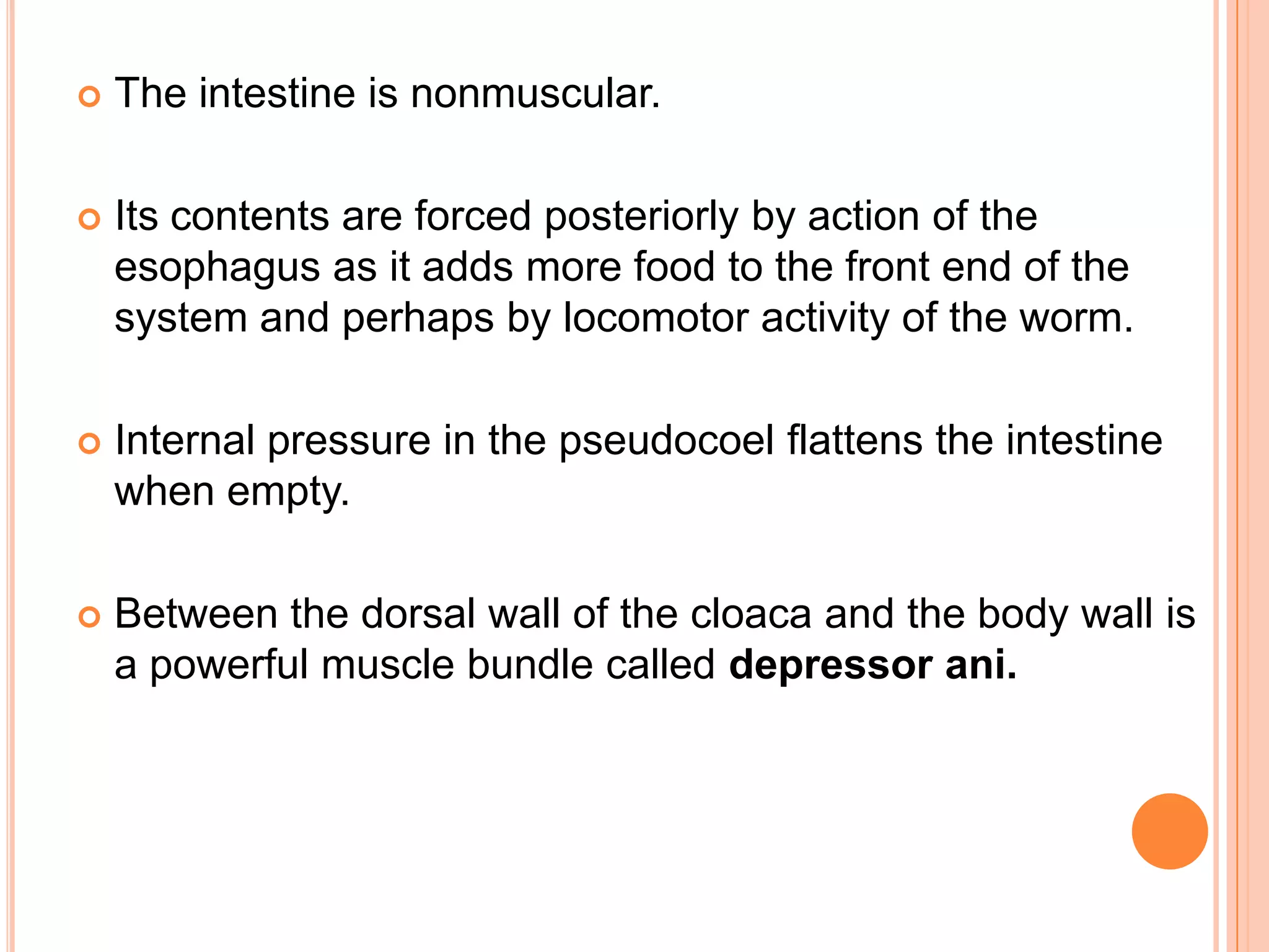    The intestine is nonmuscular.

   Its contents are forced posteriorly by action of the
    esophagus as it adds more food to the front end of the
    system and perhaps by locomotor activity of the worm.

   Internal pressure in the pseudocoel flattens the intestine
    when empty.

   Between the dorsal wall of the cloaca and the body wall is
    a powerful muscle bundle called depressor ani.
 