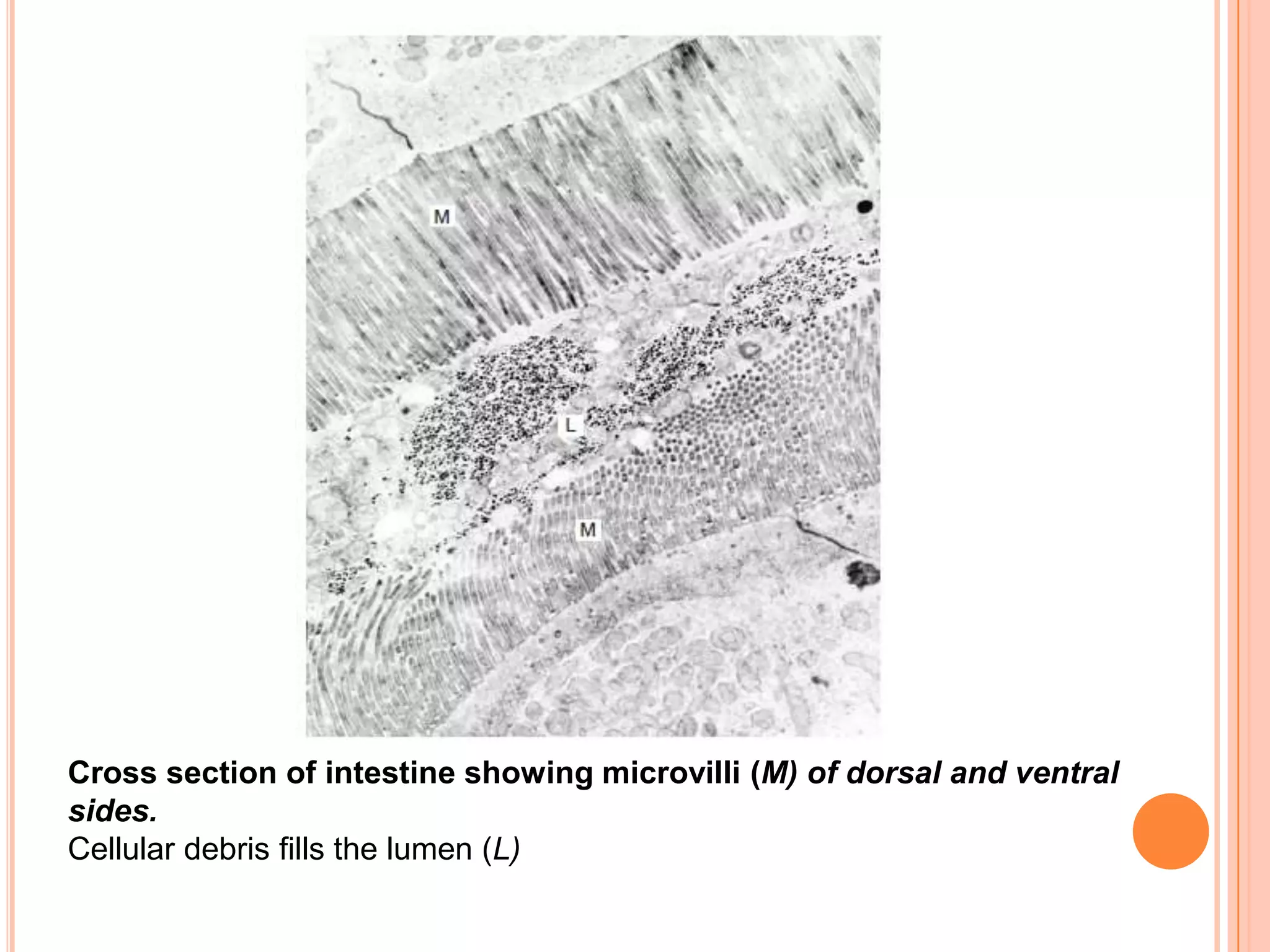 Cross section of intestine showing microvilli (M) of dorsal and ventral
sides.
Cellular debris fills the lumen (L)
 