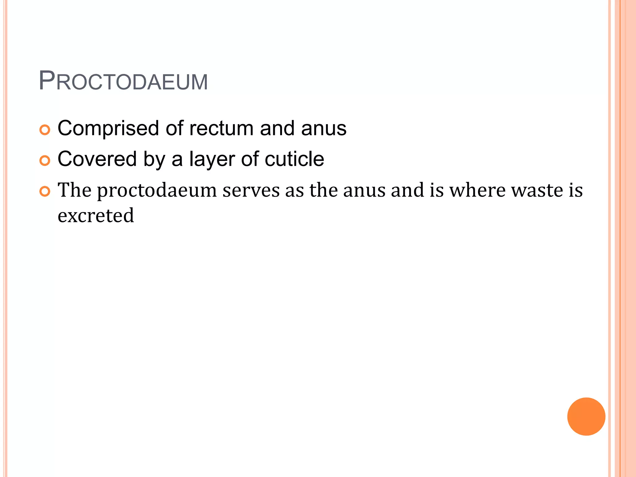 PROCTODAEUM
 Comprised of rectum and anus
 Covered by a layer of cuticle

 The proctodaeum serves as the anus and is where waste is
  excreted
 