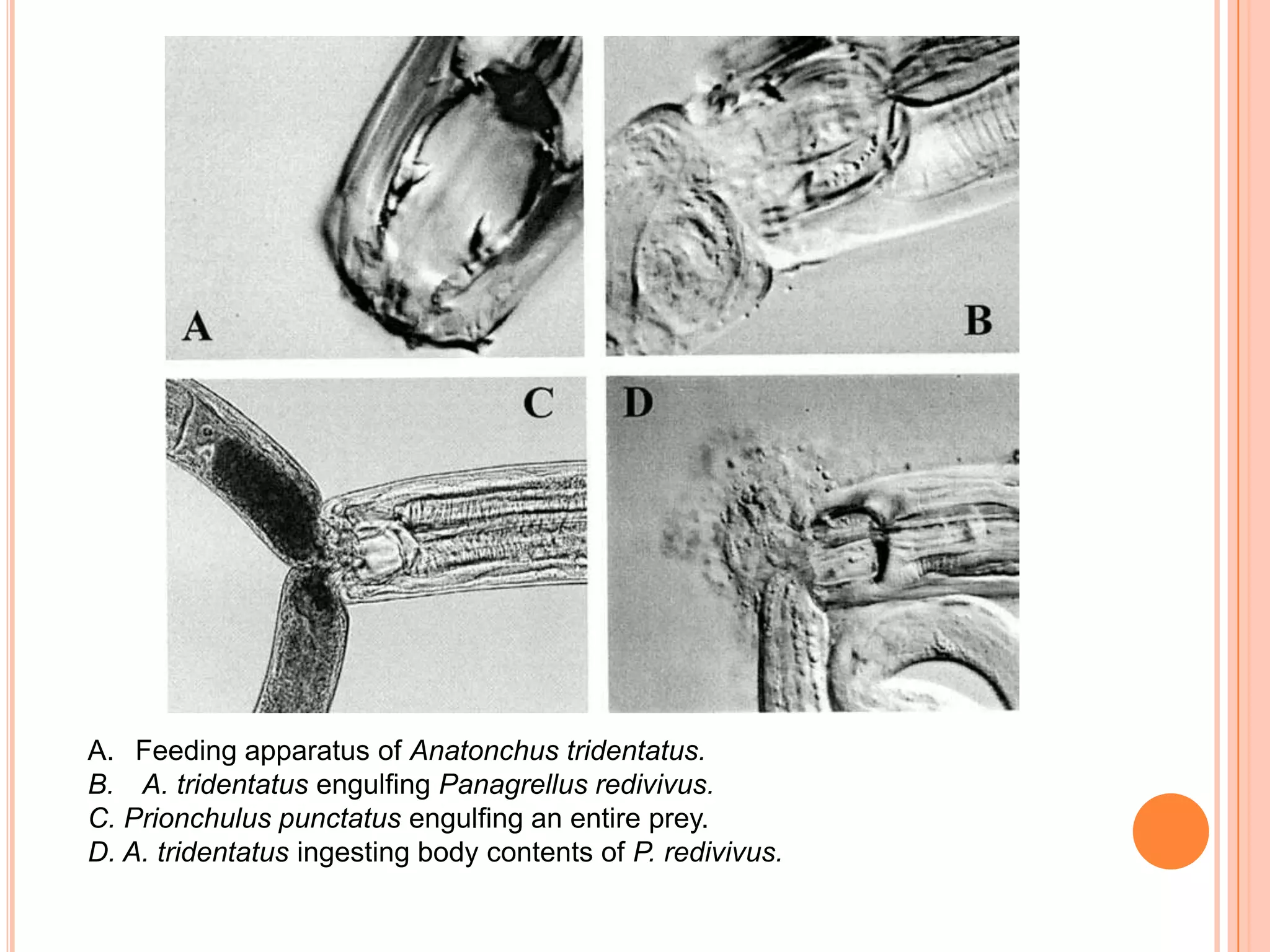 A. Feeding apparatus of Anatonchus tridentatus.
B. A. tridentatus engulfing Panagrellus redivivus.
C. Prionchulus punctatus engulfing an entire prey.
D. A. tridentatus ingesting body contents of P. redivivus.
 