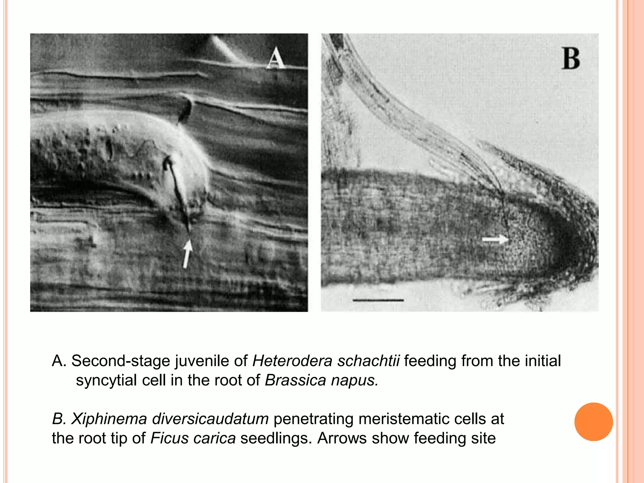 A. Second-stage juvenile of Heterodera schachtii feeding from the initial
   syncytial cell in the root of Brassica napus.

B. Xiphinema diversicaudatum penetrating meristematic cells at
the root tip of Ficus carica seedlings. Arrows show feeding site
 