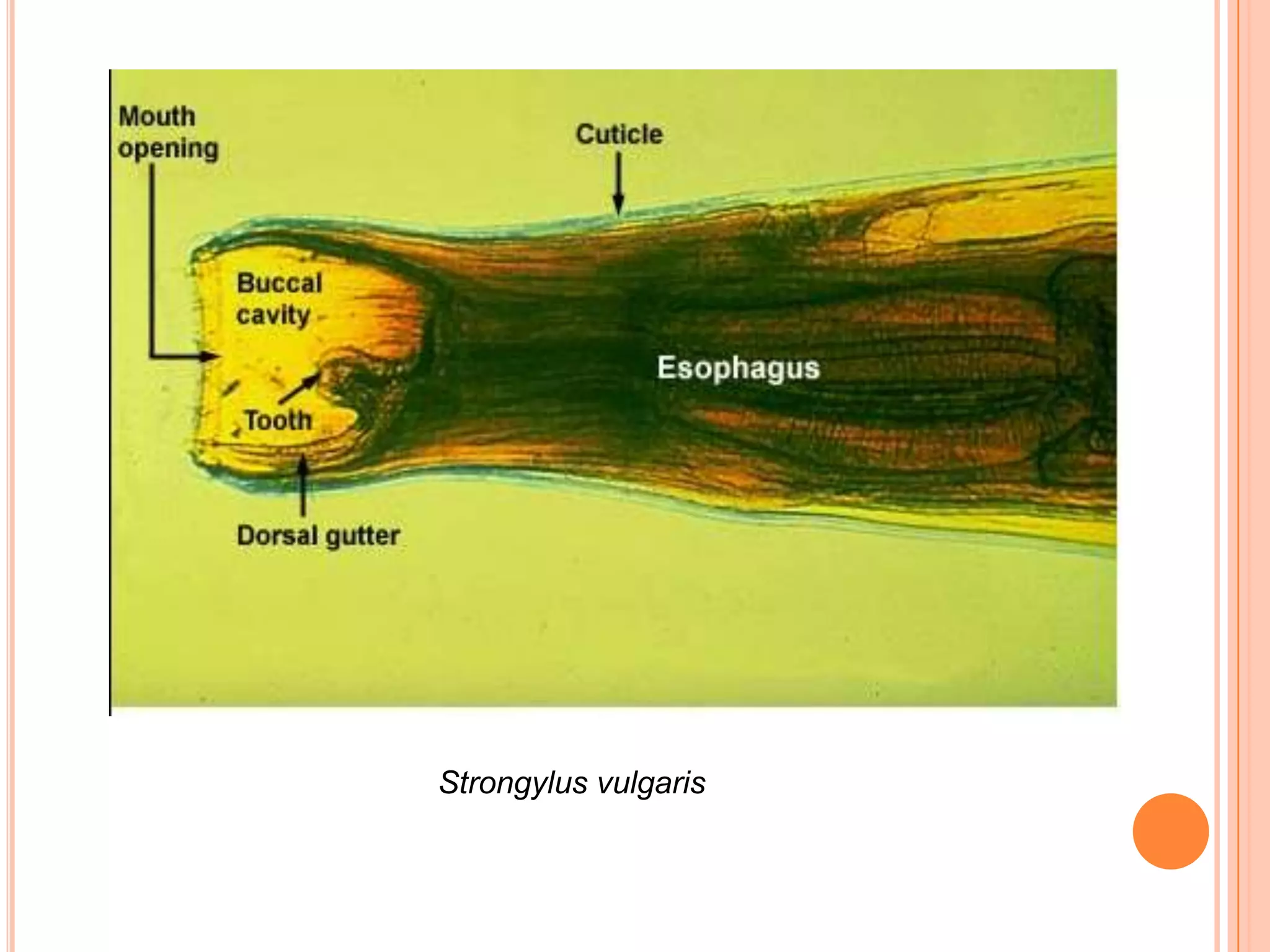 Strongylus vulgaris
 