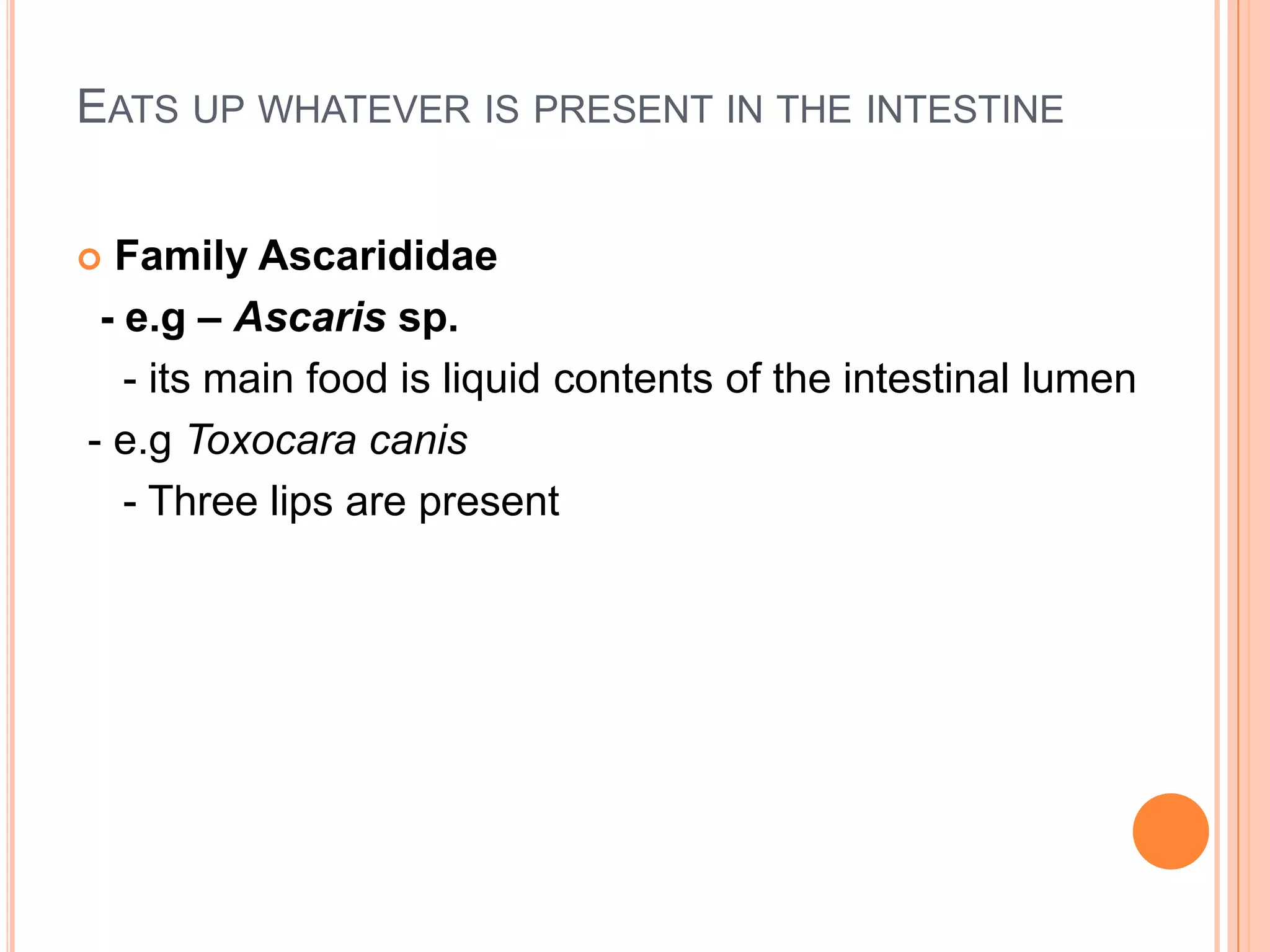 EATS UP WHATEVER IS PRESENT IN THE INTESTINE


 Family Ascarididae
 - e.g – Ascaris sp.
   - its main food is liquid contents of the intestinal lumen
- e.g Toxocara canis
   - Three lips are present
 