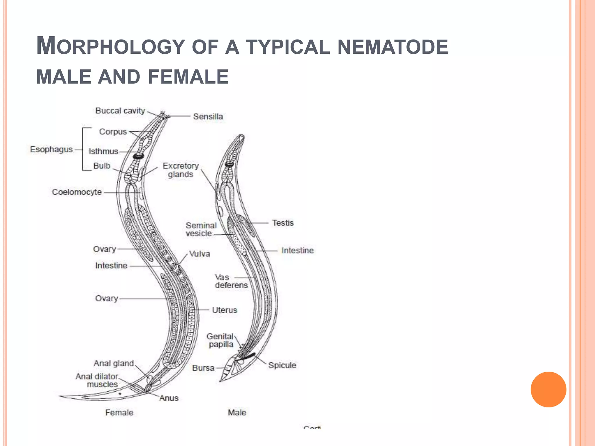 MORPHOLOGY OF A TYPICAL NEMATODE
MALE AND FEMALE
 