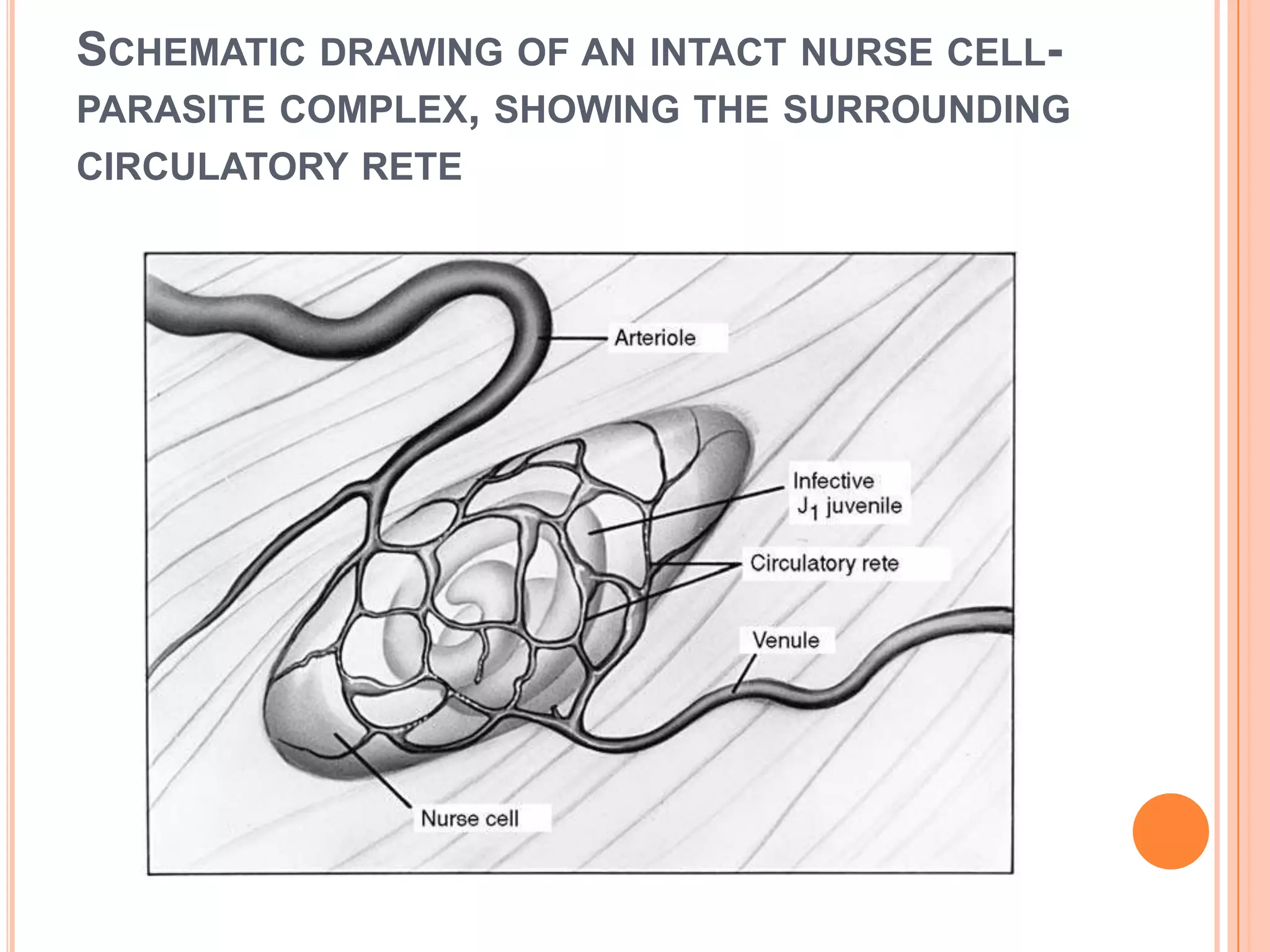 SCHEMATIC DRAWING OF AN INTACT NURSE CELL-
PARASITE COMPLEX, SHOWING THE SURROUNDING
CIRCULATORY RETE
 