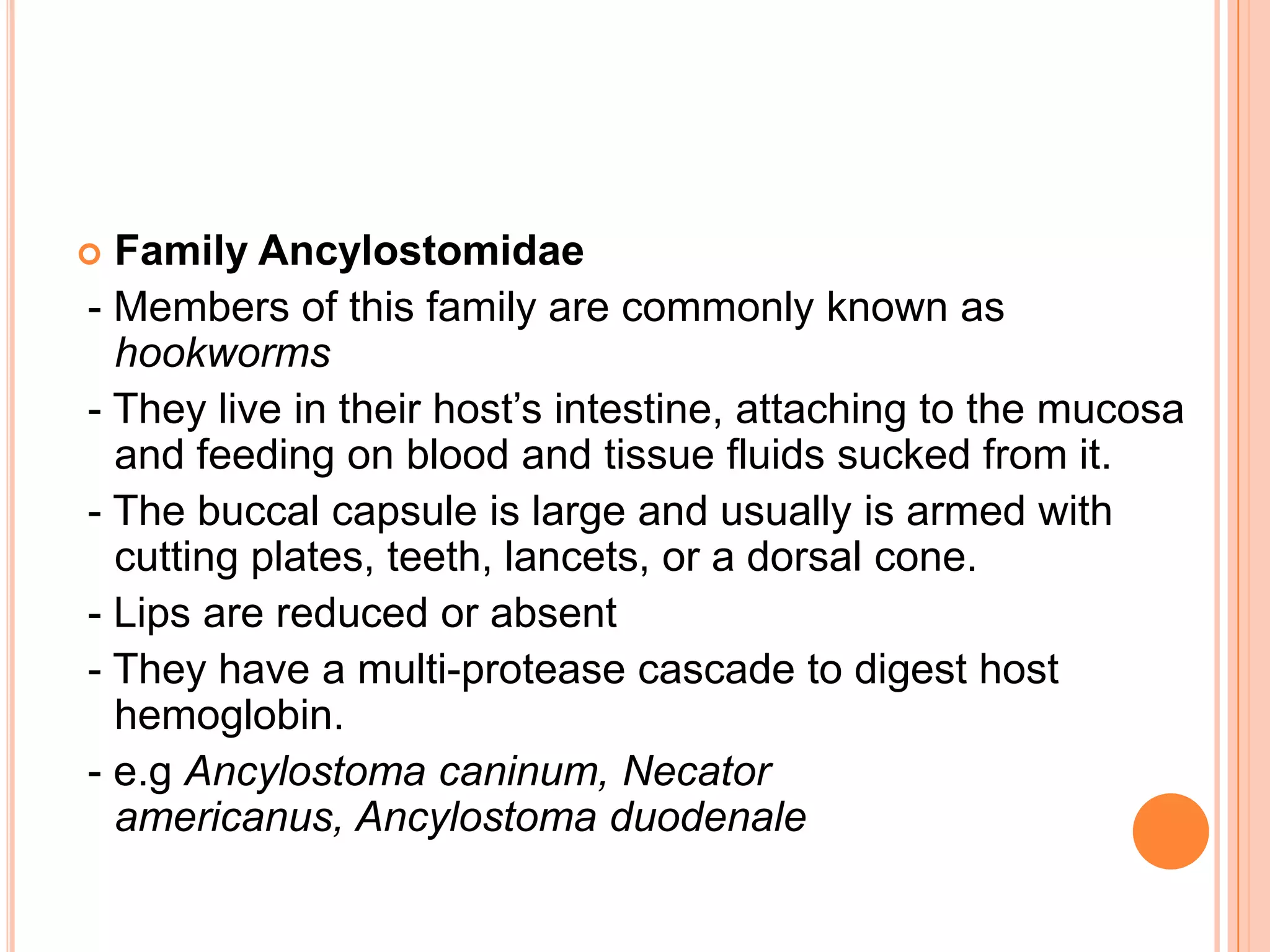  Family Ancylostomidae
- Members of this family are commonly known as
  hookworms
- They live in their host’s intestine, attaching to the mucosa
  and feeding on blood and tissue fluids sucked from it.
- The buccal capsule is large and usually is armed with
  cutting plates, teeth, lancets, or a dorsal cone.
- Lips are reduced or absent
- They have a multi-protease cascade to digest host
  hemoglobin.
- e.g Ancylostoma caninum, Necator
  americanus, Ancylostoma duodenale
 