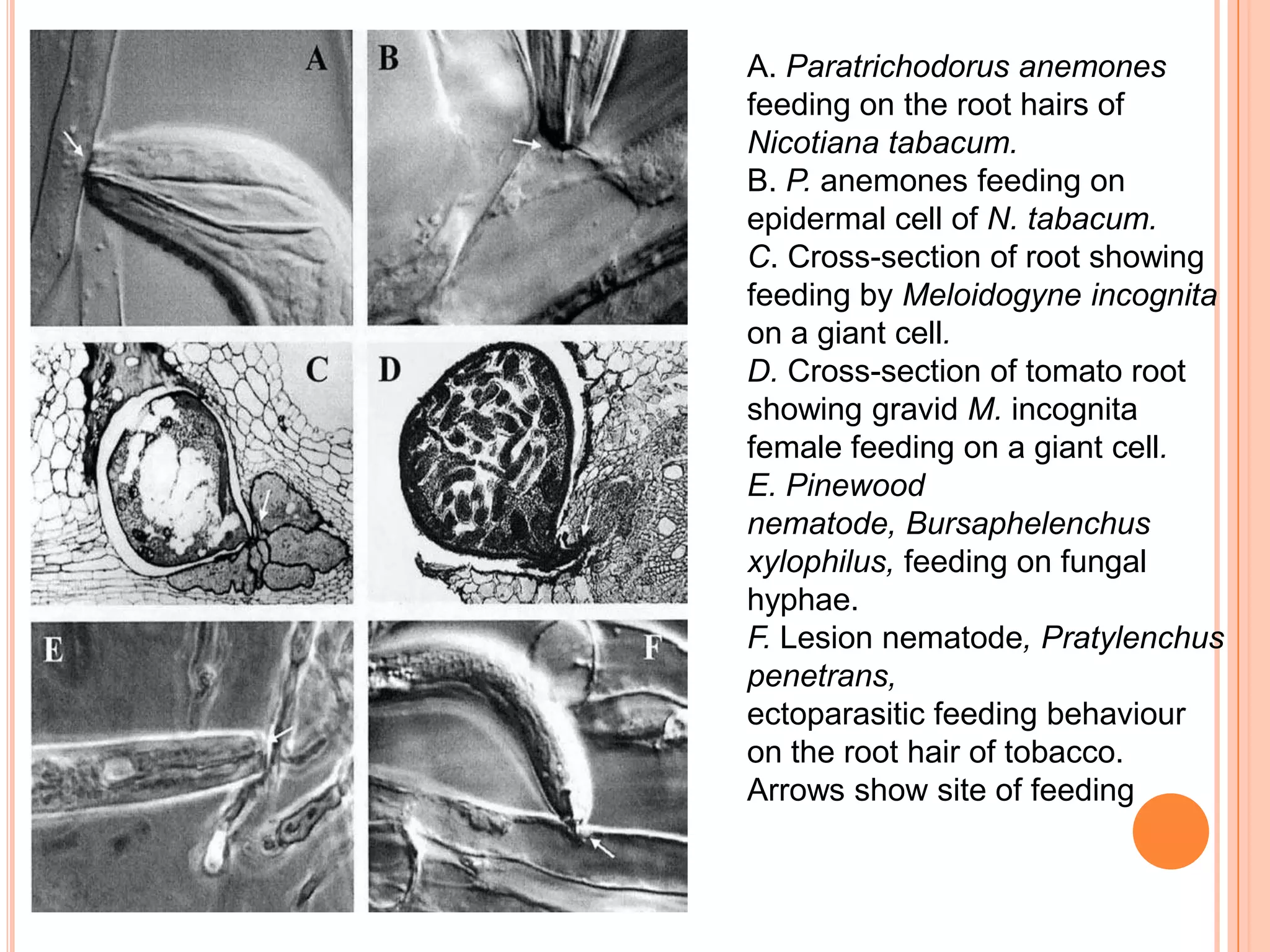 A. Paratrichodorus anemones
feeding on the root hairs of
Nicotiana tabacum.
B. P. anemones feeding on
epidermal cell of N. tabacum.
C. Cross-section of root showing
feeding by Meloidogyne incognita
on a giant cell.
D. Cross-section of tomato root
showing gravid M. incognita
female feeding on a giant cell.
E. Pinewood
nematode, Bursaphelenchus
xylophilus, feeding on fungal
hyphae.
F. Lesion nematode, Pratylenchus
penetrans,
ectoparasitic feeding behaviour
on the root hair of tobacco.
Arrows show site of feeding
 