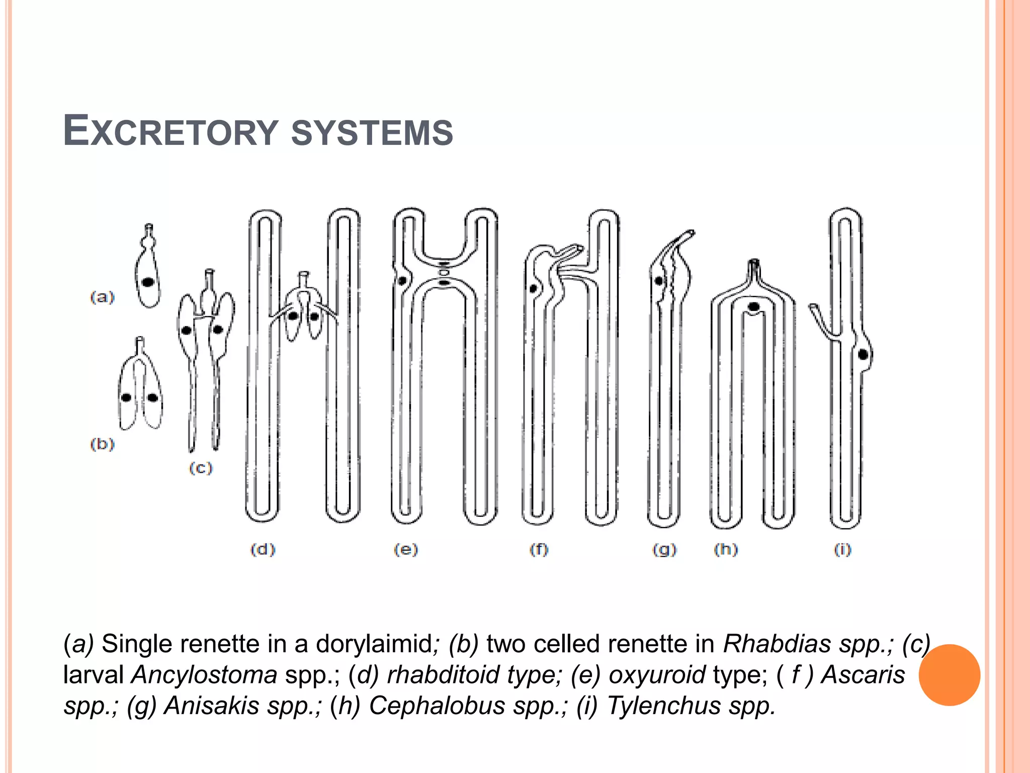 EXCRETORY SYSTEMS




(a) Single renette in a dorylaimid; (b) two celled renette in Rhabdias spp.; (c)
larval Ancylostoma spp.; (d) rhabditoid type; (e) oxyuroid type; ( f ) Ascaris
spp.; (g) Anisakis spp.; (h) Cephalobus spp.; (i) Tylenchus spp.
 