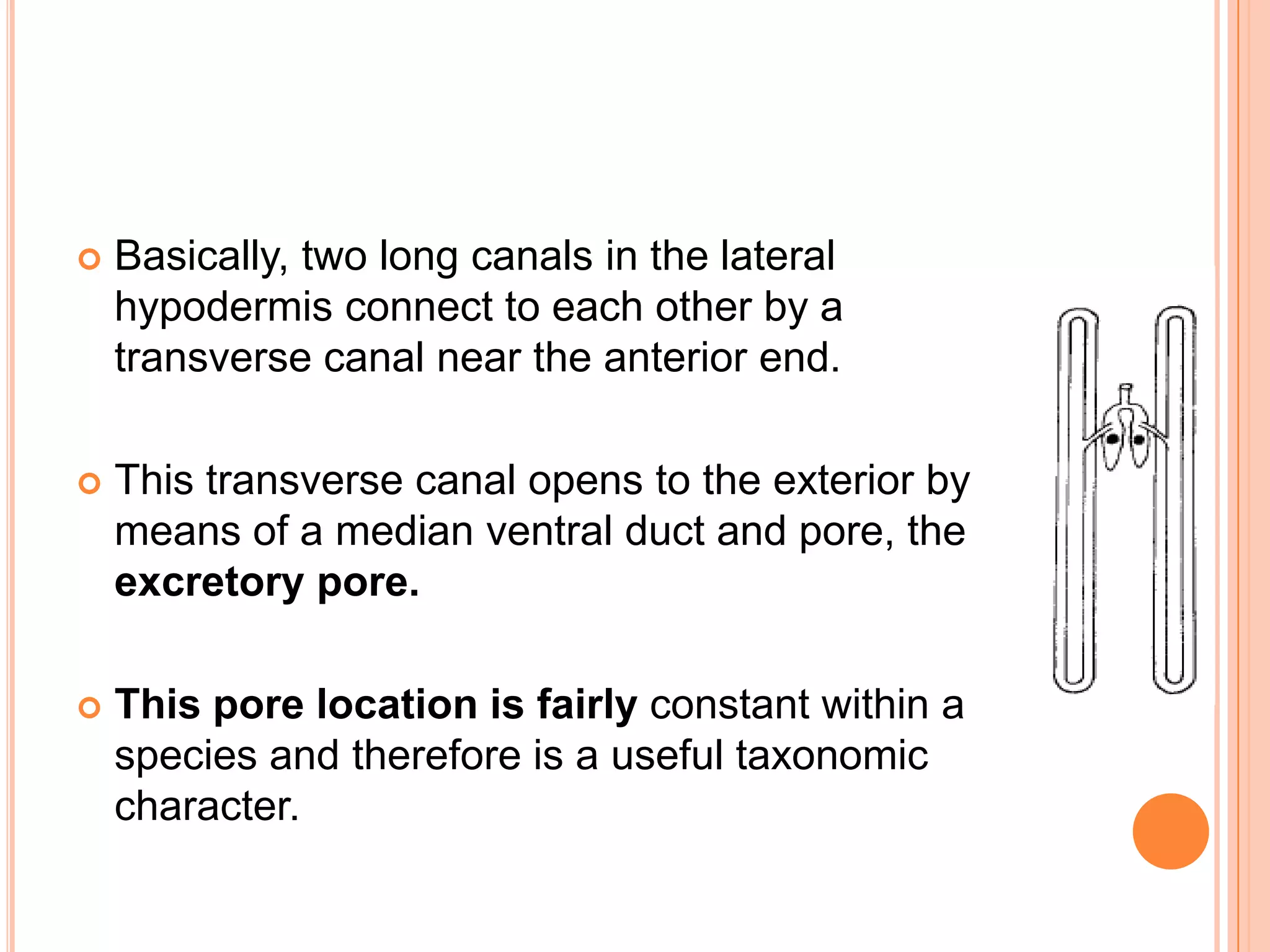    Basically, two long canals in the lateral
    hypodermis connect to each other by a
    transverse canal near the anterior end.

   This transverse canal opens to the exterior by
    means of a median ventral duct and pore, the
    excretory pore.

   This pore location is fairly constant within a
    species and therefore is a useful taxonomic
    character.
 